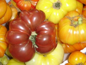 big tomato.jpg