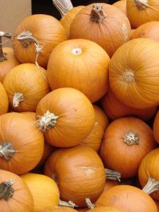little pumpkins.jpg