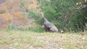 Turkey II.JPG