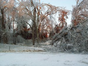 ice storm7.jpg