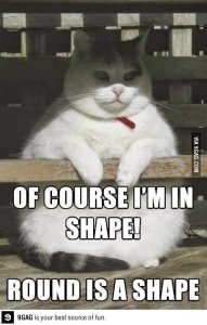 cat funnies round is a shape.jpg