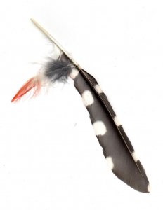 Feather.jpg Feather.jpg