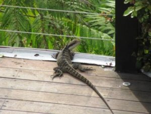 Loxley lizard web.JPG