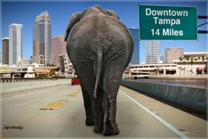 elephant_in_tampa_rect-460x307.jpg