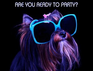 yorkshire-terrier-sunglasses-with-funny-caption 2.jpg
