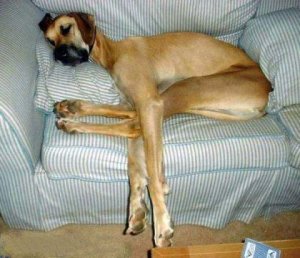 dog-sleeping.jpg