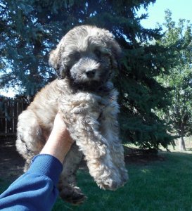 DSCN0813 (1361x1500).jpg