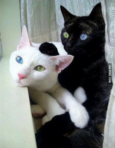 opposite cats.jpg