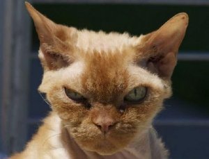 mad cat.jpg