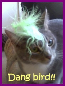dangbird.jpg