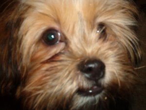 murphy.jpg