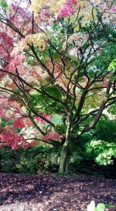 tree1.jpg
