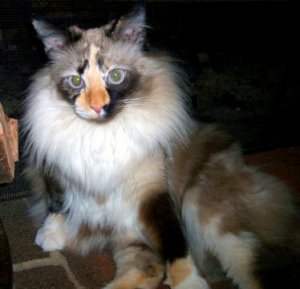 Our Cat2.JPG
