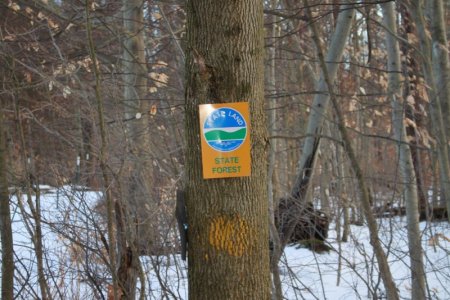state_forest.JPG