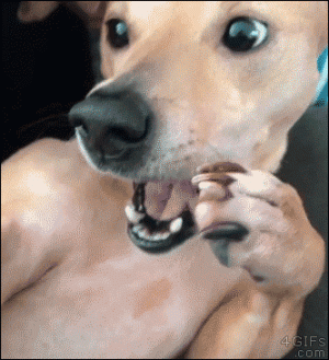 dog-sneeze-4Gifs.gif