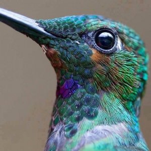 humming bird.jpg