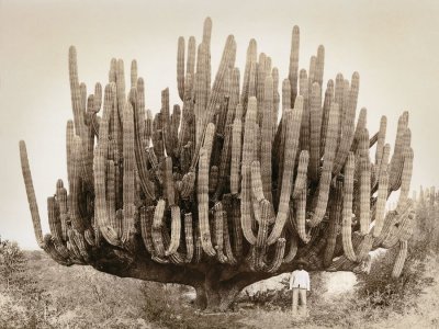 cactus.jpg