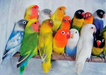 birds.jpg