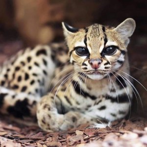 babycheetah.jpg