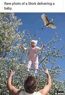 Stork delivers baby.1.jpg
