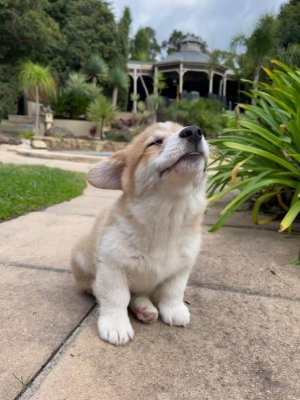 Reddit - corgi - dont talk to me i m angry with you.jpeg