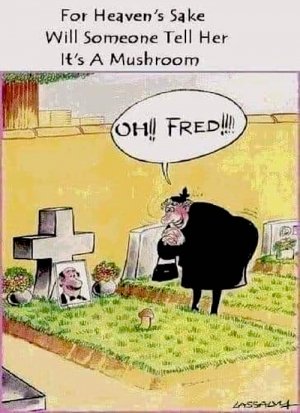 Mushroom.jpg