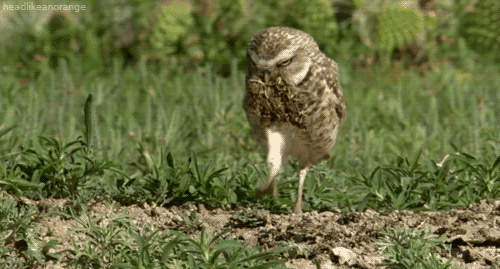 b8e0c40d98f7f5881e47b811af69660b[1].gif