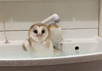 2553cadb20d25f3be602a48ab05e4864[1].gif