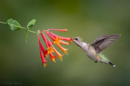 honey suckle bird.jpeg