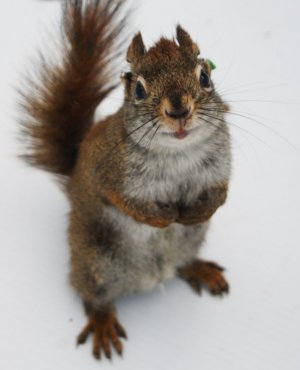 02-murderous-red-squirrel[1].jpg