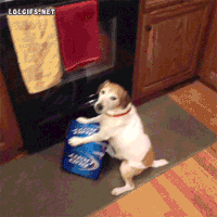 9e765b6584ae7e7ea503f907e9a584ba_w200.gif