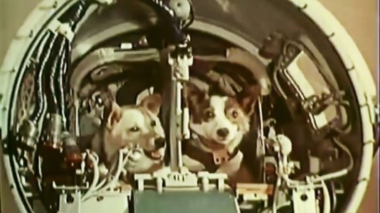 dogs.jpg