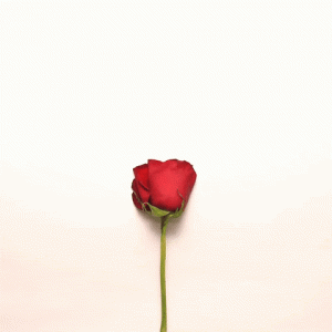 giphy[1].gif
