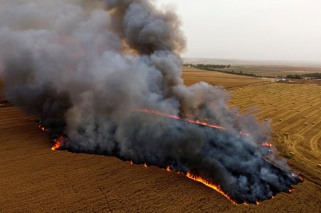 wheat field.jpg