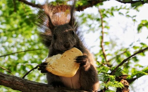 Funny-Squirrel-Eating-Cookie.jpg