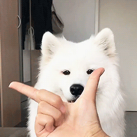 dog.gif