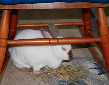 hay.JPG