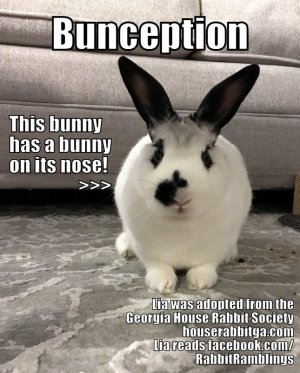 Bunception meme of Lia - Edie Sayeg IMG_3299.jpg