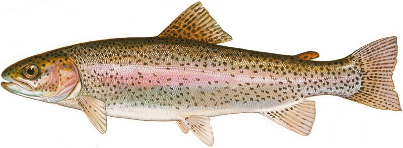 trout.jpg
