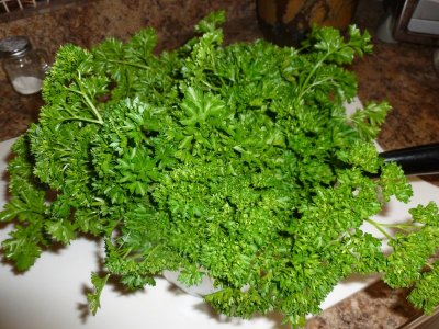 parsley 1.JPG
