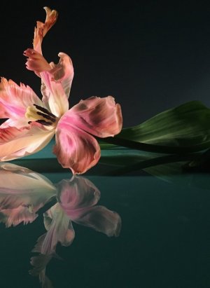 Tumblr_l_54348740534895.jpg