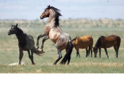 wildhorse.jpg
