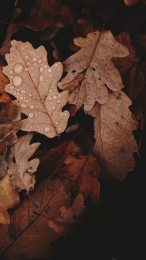 wp6555818.jpg