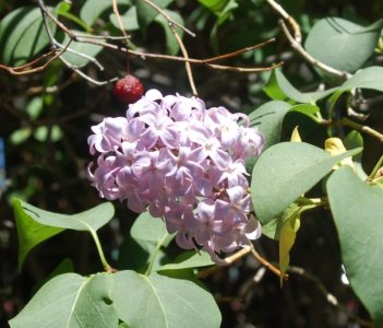 lilac shrub.jpg fin.jpg