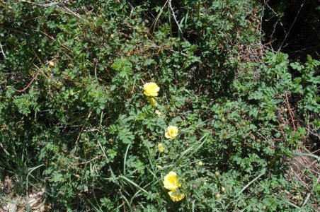 wild rose 2.jpg