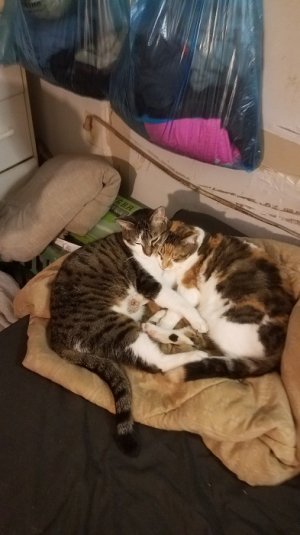 Cats.jpg
