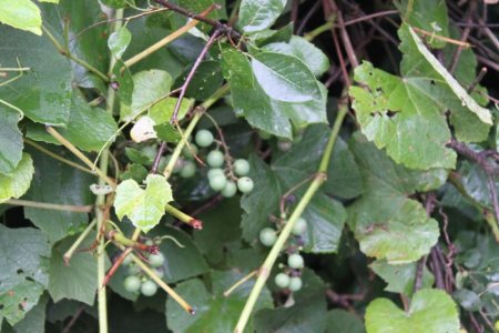 grapesx.jpg