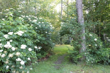 forest_path.jpg