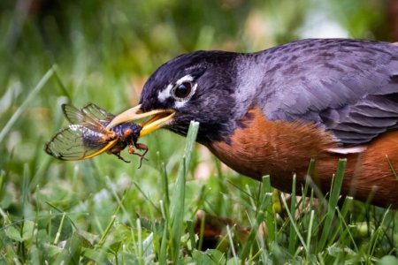 bird.jpg