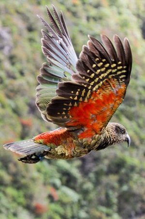 kea.jpg